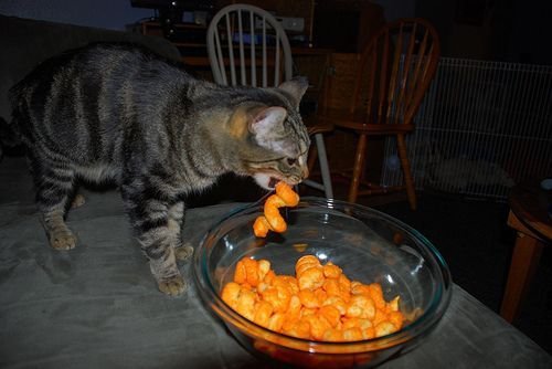 밥먹는 고양이.jpg | 인스티즈