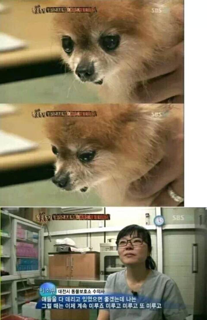 유기견을 안락사시키는 수의사들의 심정.... | 인스티즈