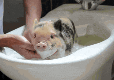 [돼지] 돼지인듯 돼지아닌 돼지같은 돼지 | 인스티즈