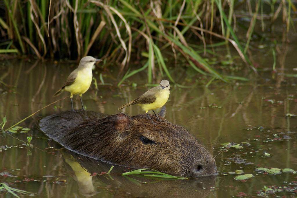 세상에서 가장 착한 동물 카피바라 | 인스티즈