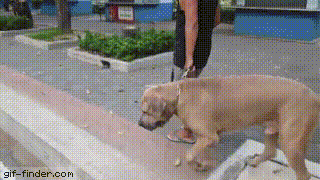 아기고양이 보호하는 엄마고양이.gif | 인스티즈