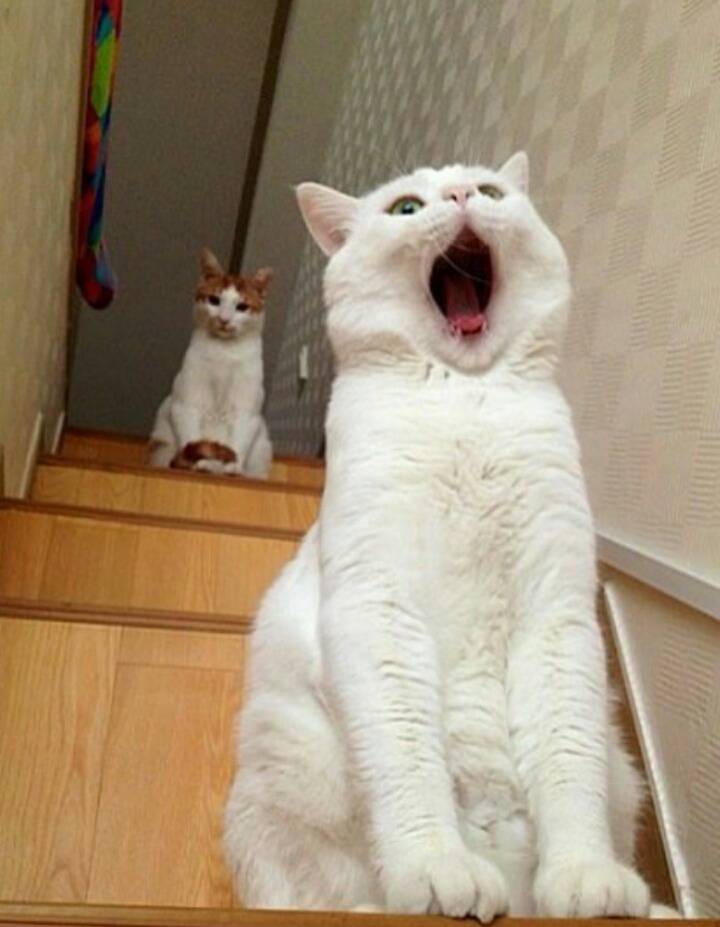 하품하는 고양이.jpg | 인스티즈