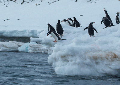 펭귄은 어쩜 이름도 펭귄이지 (귀여움 주의) | 인스티즈