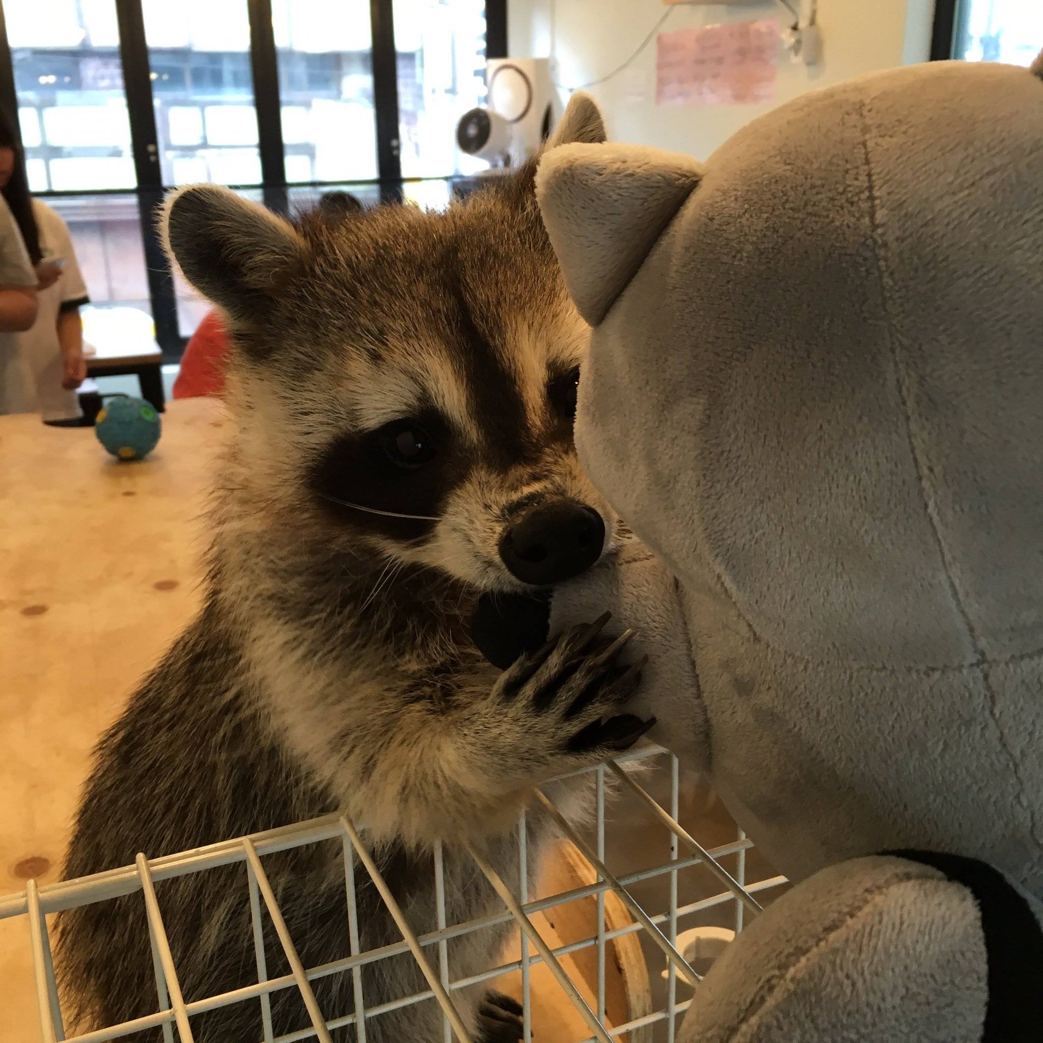자신과 똑같이 생긴 아이돌 인형을 사랑한 라쿤 | 인스티즈