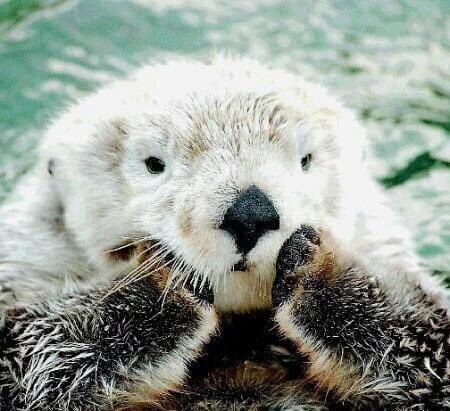 해달이귀여운 이 행동을 하는 이유 | 인스티즈