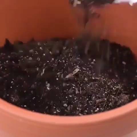 신박주의 - 바나나 속에 키위가 들어갔다!! 혼종 키우는 방법.jpg | 인스티즈