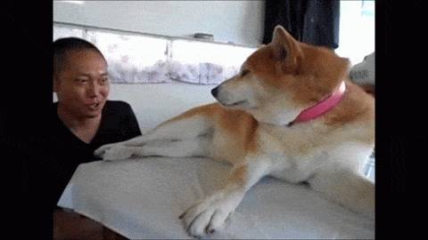 견종 이야기 - 시바견 | 인스티즈