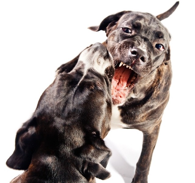 견종 이야기 - 케인 코르소 | 인스티즈