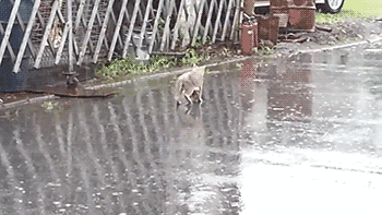 어미고양이와 새끼고양이 | 인스티즈