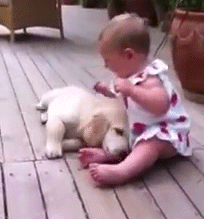 개와 아기를 함께 키우면 안되는 이유 | 인스티즈