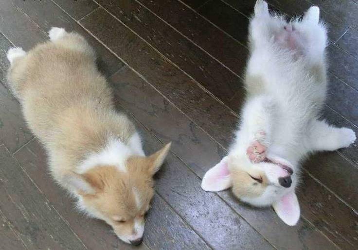 견종 이야기 - 웰시 코기 | 인스티즈