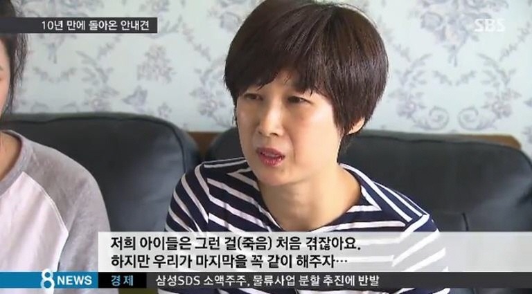 한국.. 10년간 맹인 안내견으로 살아오다 은퇴한 풍금이.. | 인스티즈