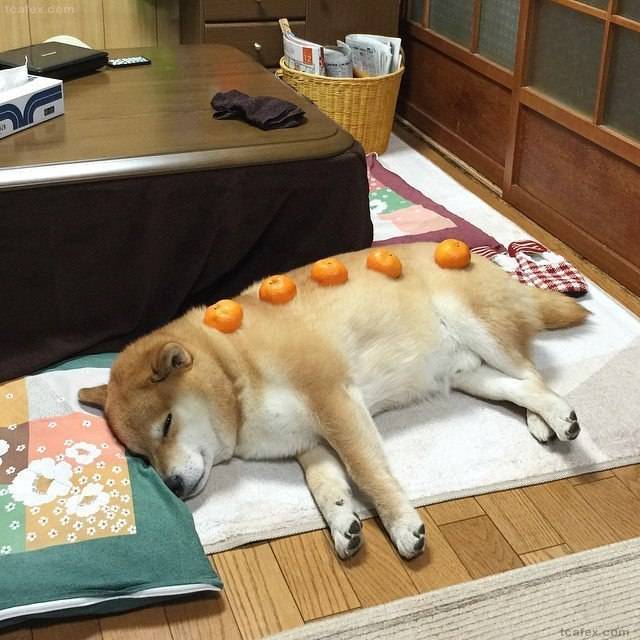 견종 이야기 - 시바견 | 인스티즈