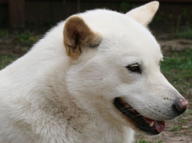 견종 이야기 - 진돗개 | 인스티즈