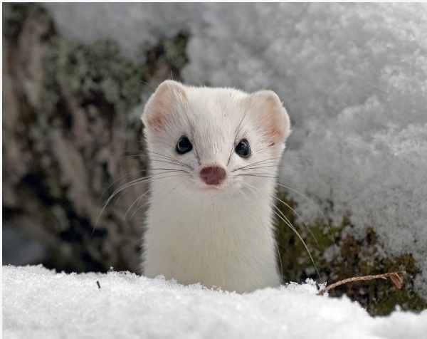 행복한 세상의 족제비 | 인스티즈