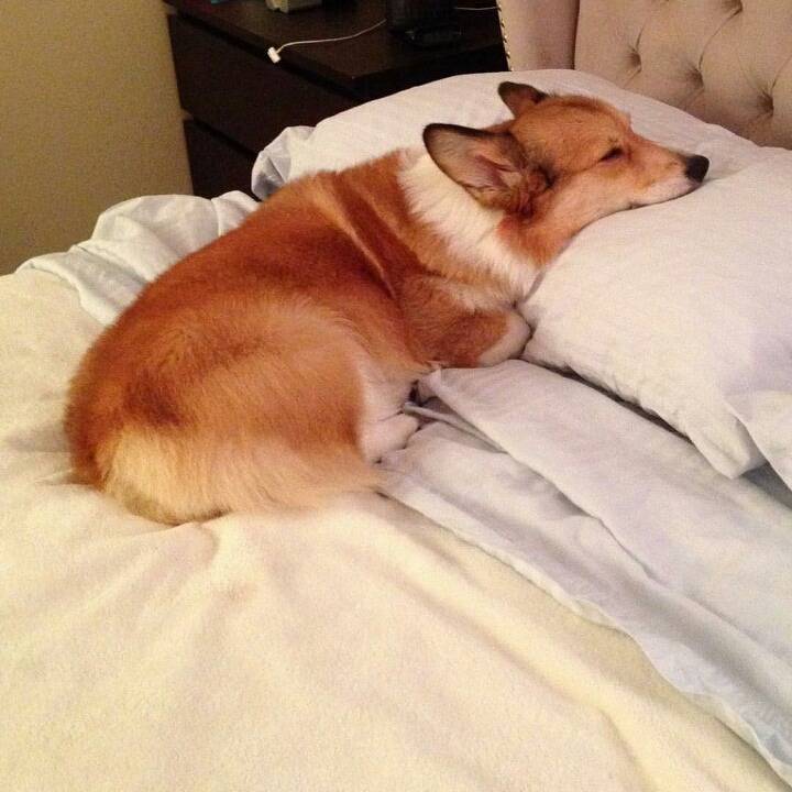 웰시코기의 폭력성과 가식을 폭로합니다 | 인스티즈