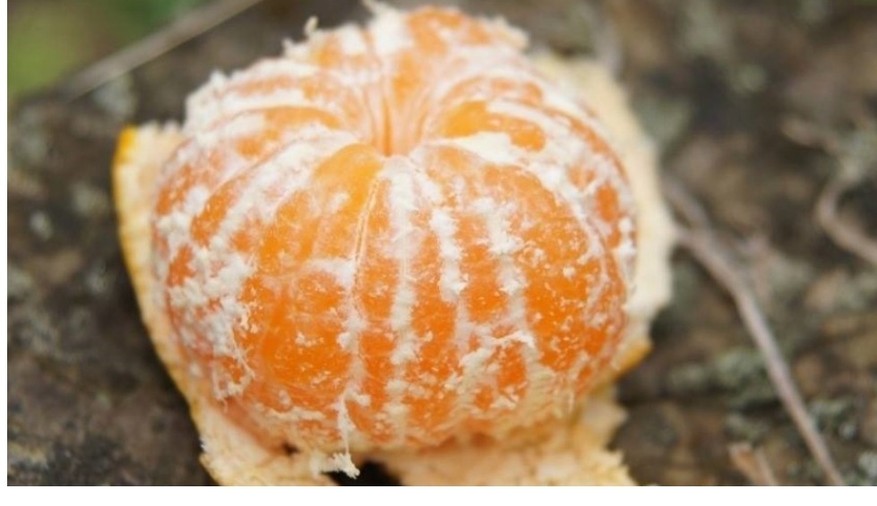 겨울음식 甲은? | 인스티즈