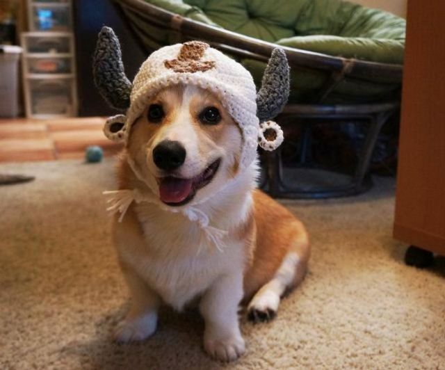 견종 이야기 - 웰시 코기 | 인스티즈