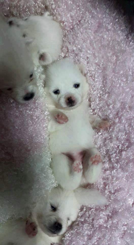 강아지 마약방석의 위험성.jpg (심쿵사 주의) | 인스티즈