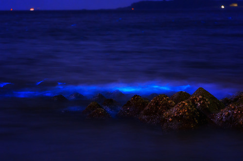 바다의 은하수 | 인스티즈