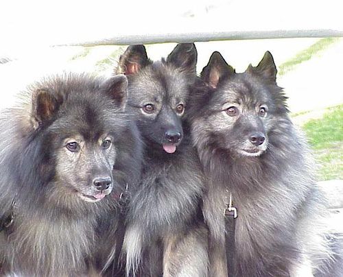 각 나라를 대표하는 국견(개)들 [삐쥐유/귀여움주의] | 인스티즈