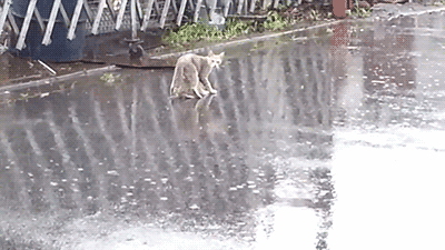 어미고양이와 새끼고양이 | 인스티즈