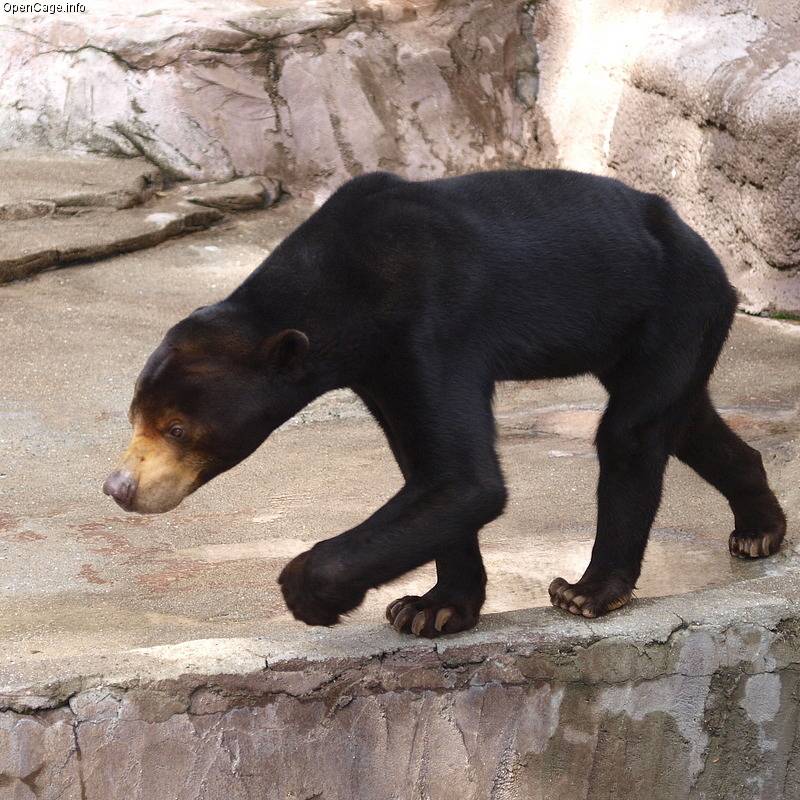 밤에 마주치면 지릴듯한 외모의 말레이곰 | 인스티즈