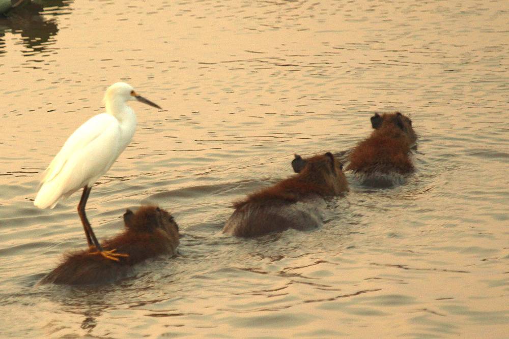 세상에서 가장 착한 동물 카피바라 | 인스티즈
