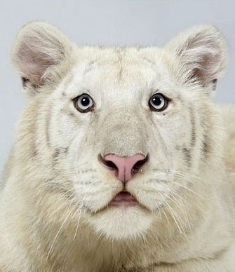 호랑이 증명 사진 | 인스티즈