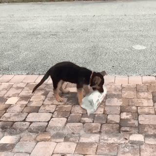 ??? : 냥아치들은 이런거 못해요 | 인스티즈