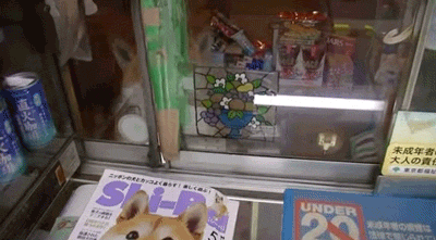 시바모음 | 인스티즈