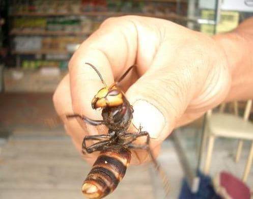 브라질말벌.JPG (혐오주의) | 인스티즈