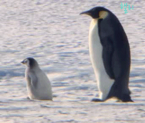 펭귄은 어쩜 이름도 펭귄이지 (귀여움 주의) | 인스티즈