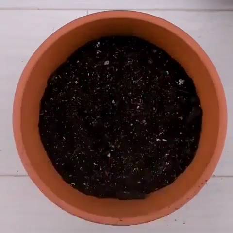 신박주의 - 바나나 속에 키위가 들어갔다!! 혼종 키우는 방법.jpg | 인스티즈