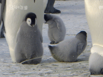 펭귄은 어쩜 이름도 펭귄이지 (귀여움 주의) | 인스티즈