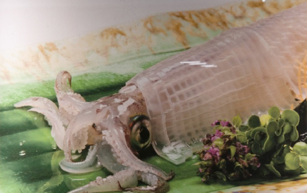 일본 오징어 회 | 인스티즈