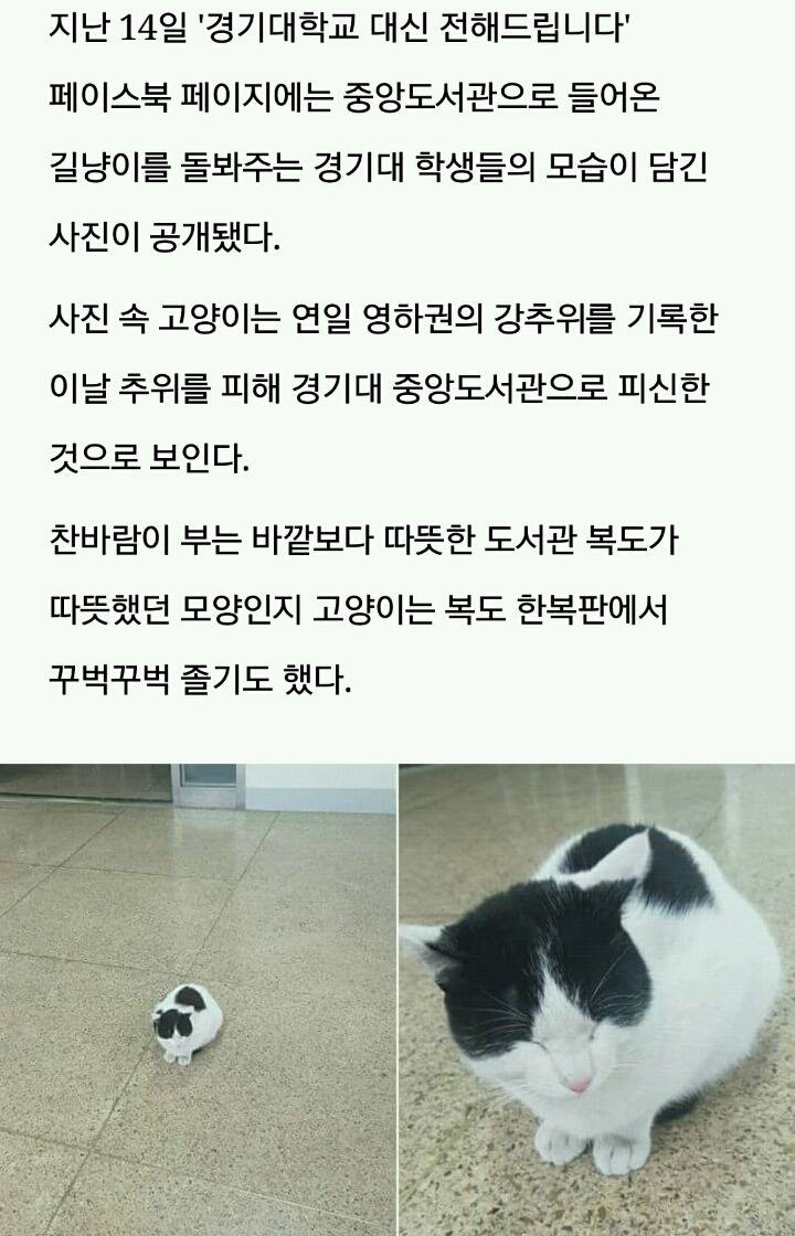 추위 피해 도서관 들어온 길냥이에게 집·이불 내준 경기대 학생들 | 인스티즈