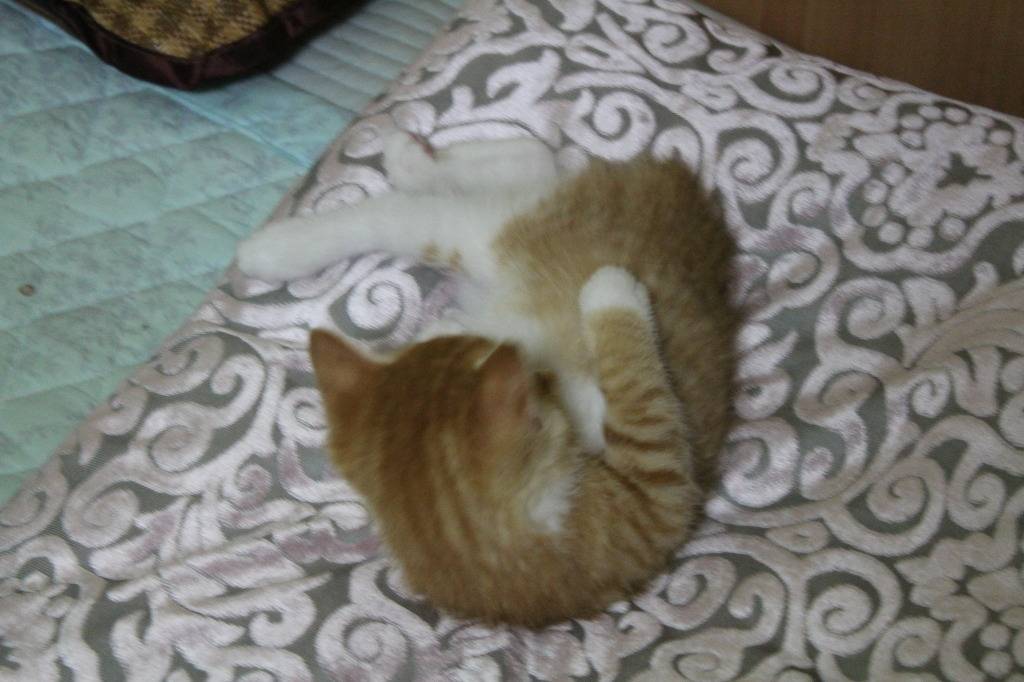 호냥호냥한 하루.제 4탄 | 인스티즈