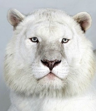 호랑이 증명 사진 | 인스티즈