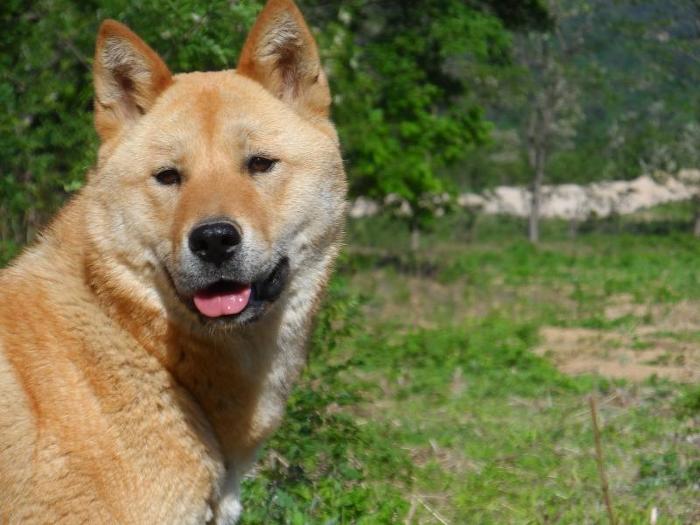 견종 이야기 - 진돗개 | 인스티즈