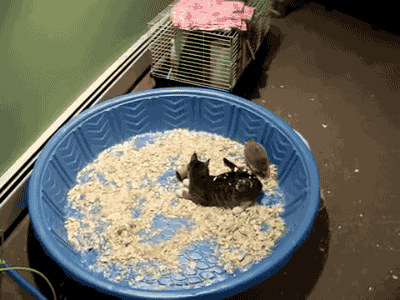 고양이 대 고슴도치 | 인스티즈