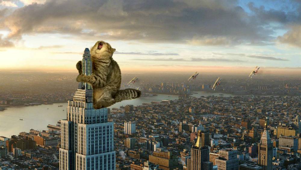 캣타워 기둥 붙잡고 절규하는 고양이 합성짤들 | 인스티즈