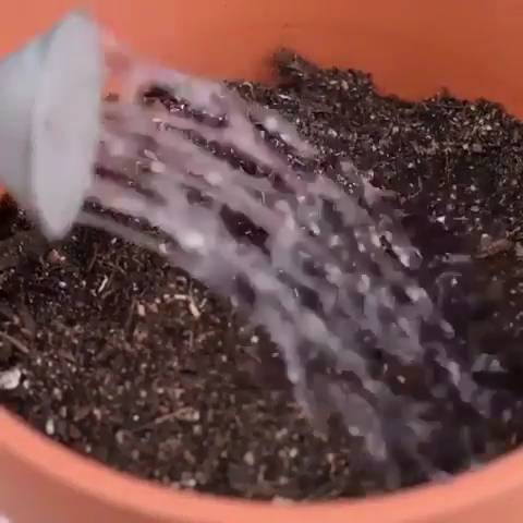 신박주의 - 바나나 속에 키위가 들어갔다!! 혼종 키우는 방법.jpg | 인스티즈