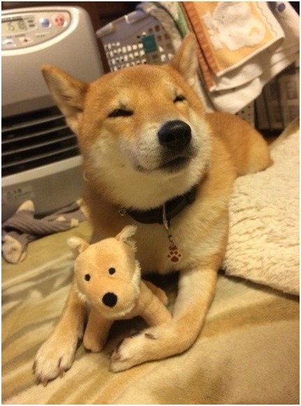 견종 이야기 - 시바견 | 인스티즈