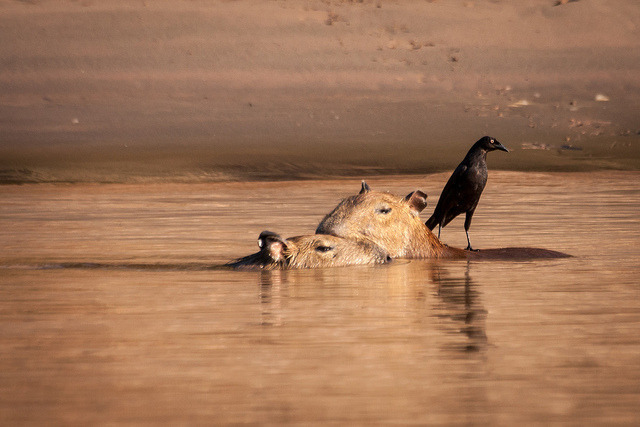 세상에서 가장 착한 동물 카피바라 | 인스티즈