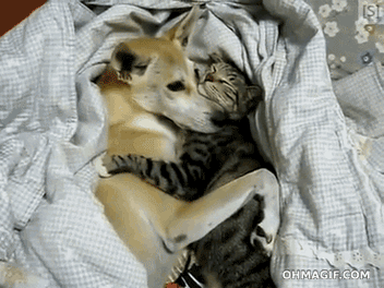 개와 고양이.gif | 인스티즈