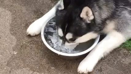 큰 개가 좋긔..ㅎ | 인스티즈