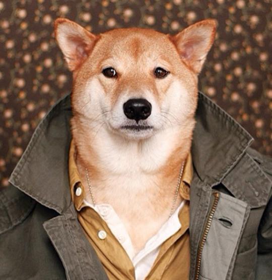 견종 이야기 - 시바견 | 인스티즈