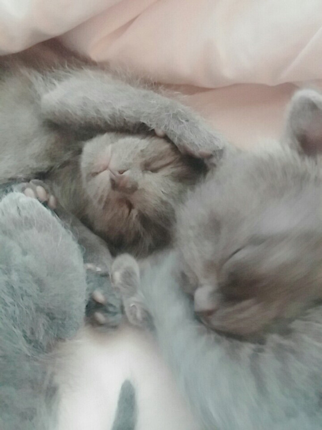 아기 고양이들 아깽이들 (심쿵주의) | 인스티즈