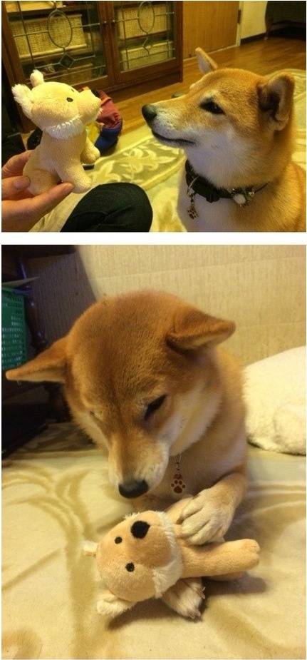 견종 이야기 - 시바견 | 인스티즈